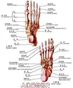 脚部结构详解：主要分为五个部分