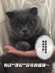 男子养猫现象的解释及称谓争议