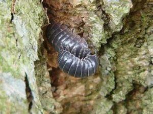 西瓜虫：会不会咬人？揭秘这种奇特的生物