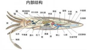 章鱼有多少个大脑？它们分布在何处？