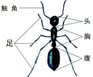 蚂蚁：昆虫还是其他生物？它们的外形和生活特征