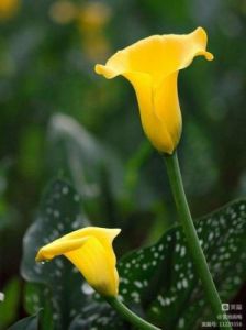 阳光明媚日子，女子大胸压倒夏雨