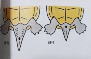 分辨巴西龟公母的8种方法