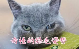 《猫猫的奇幻漂流》：摆脱人类中心，重新定义动画哲学之旅